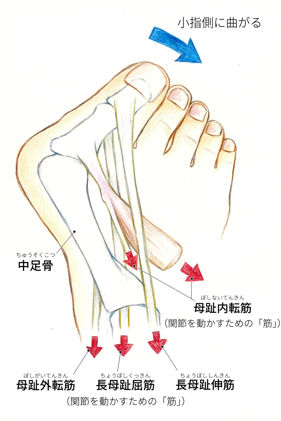 外反母趾になる構造