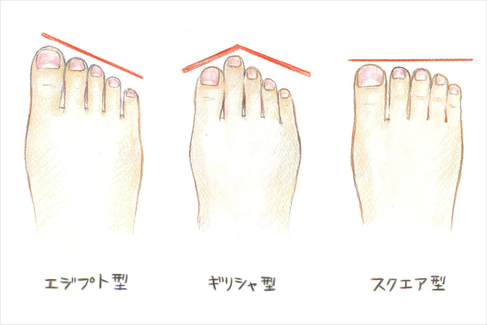 得する靴選びのポイント 足のタイプ で合う靴がちがう コラム 足のちえぶくろ ケアソク Care Soku 株式会社山忠