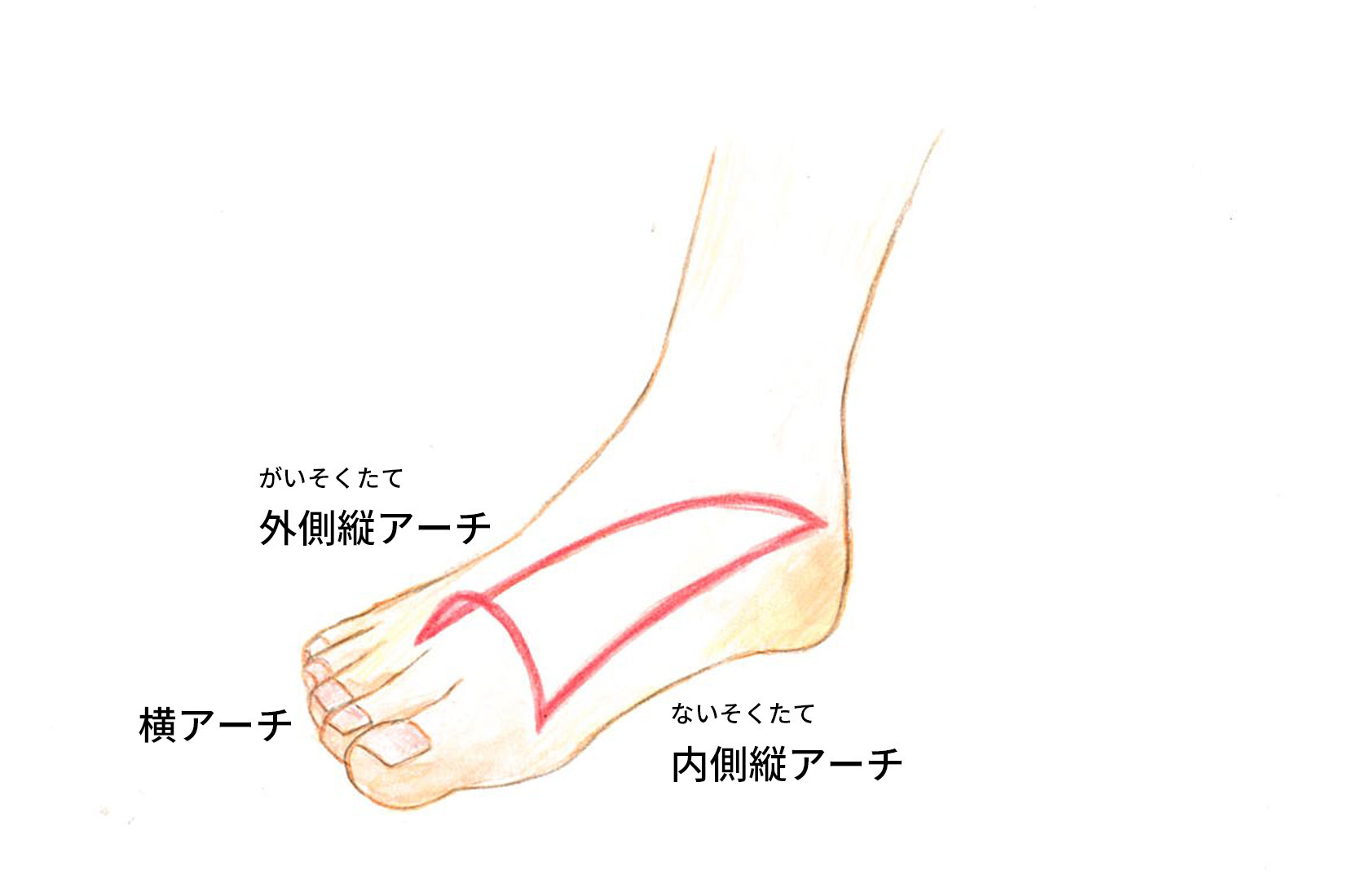 足アーチの図解