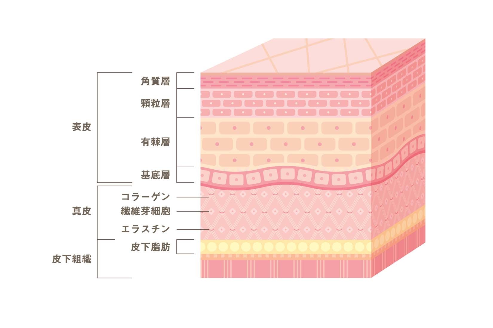 皮膚の構造