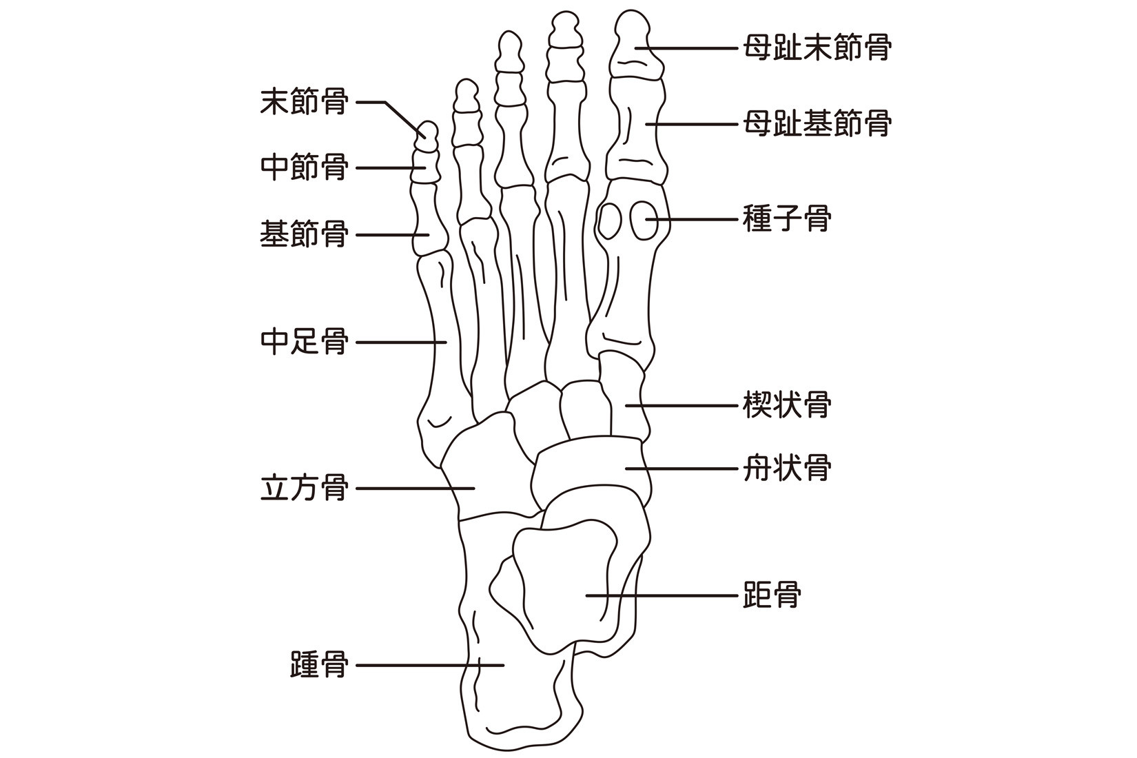 中足骨の場所