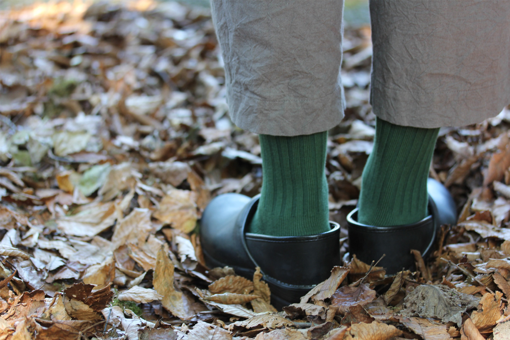 201001_2020autumn_moss.jpg